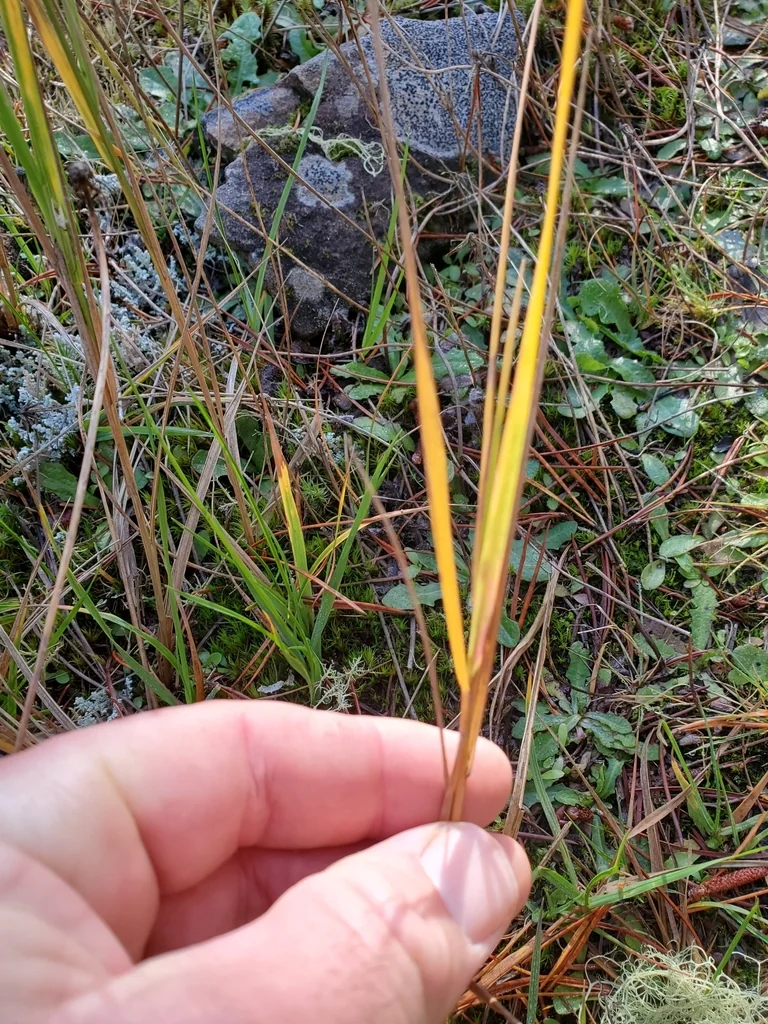 Agrostis Pallens