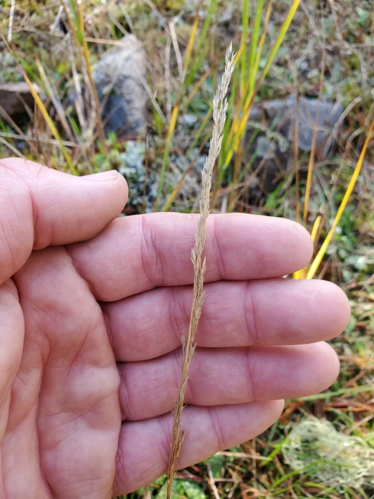 Agrostis Pallens