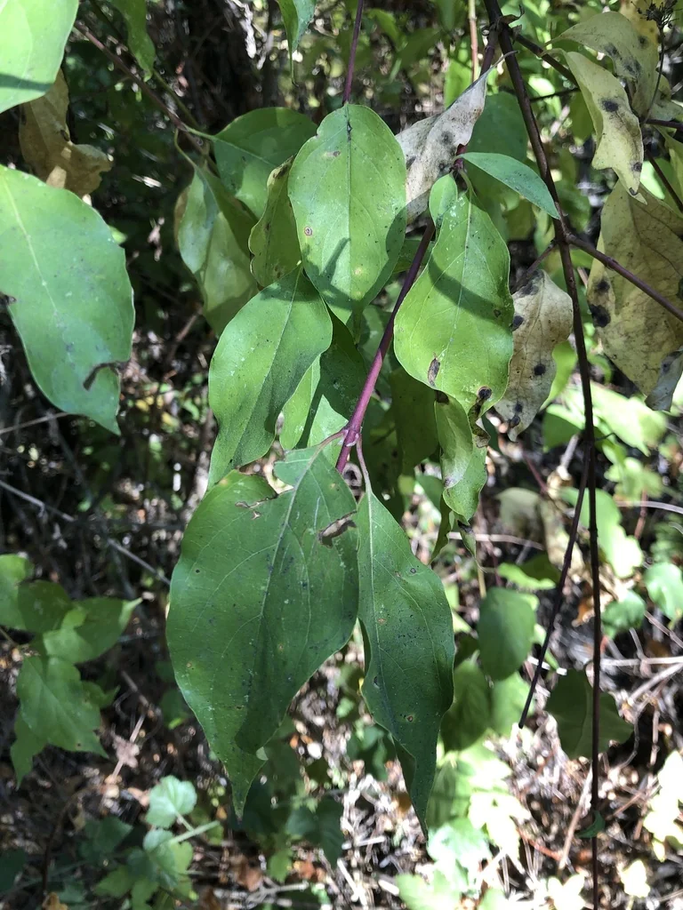 Cornus Glabrata