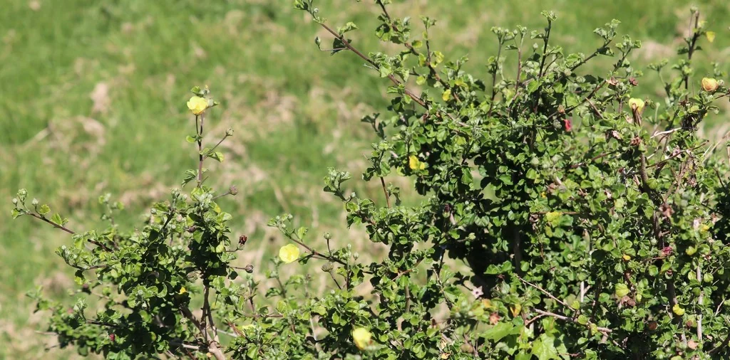 Pavonia Praemorsa