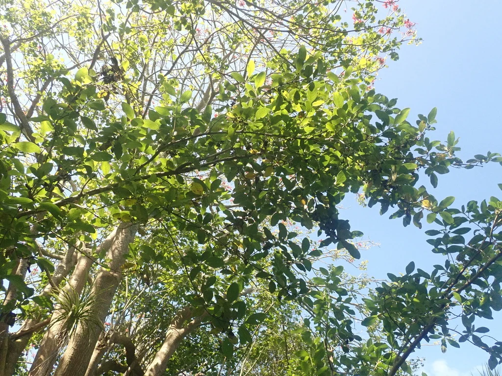 Erythrina X Sykesii