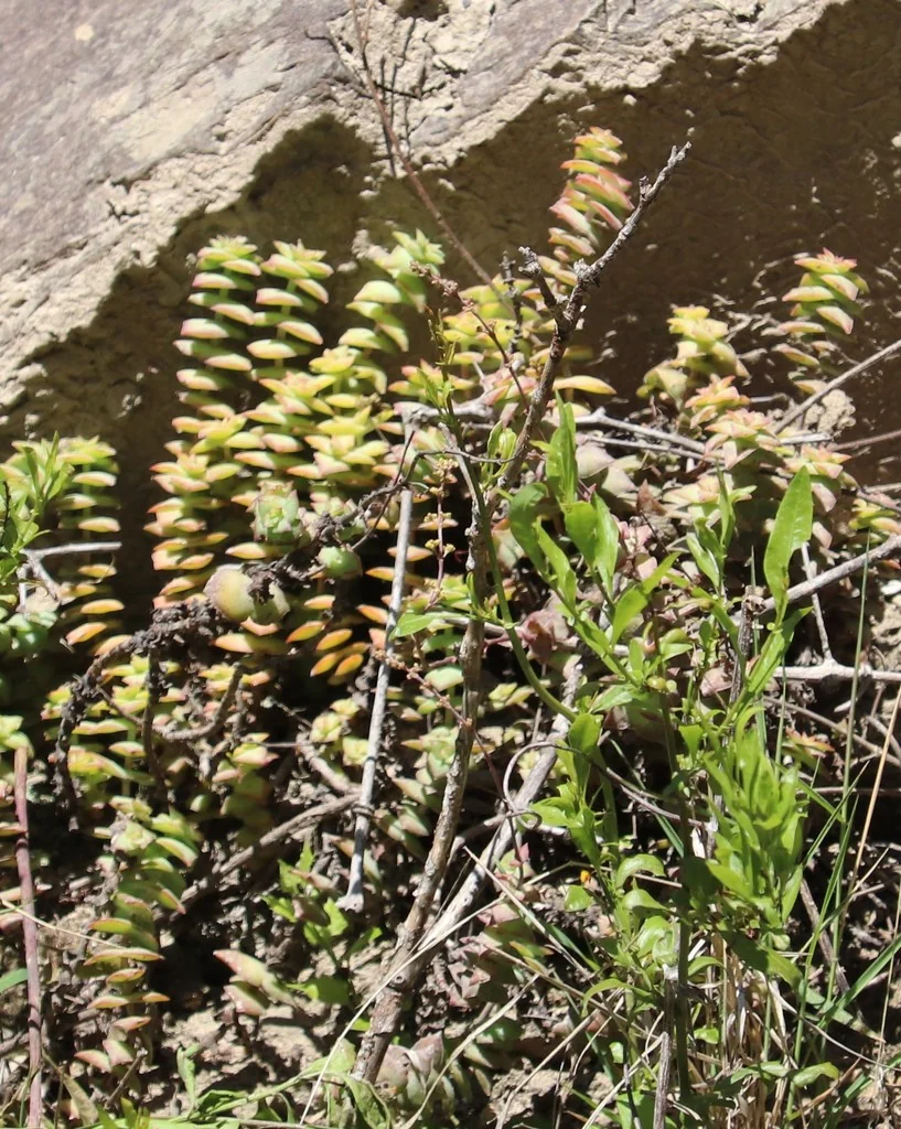 Crassula Perforata