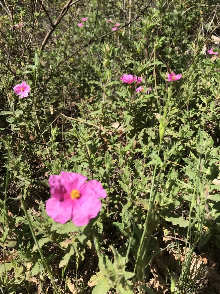 Cistus Crispus