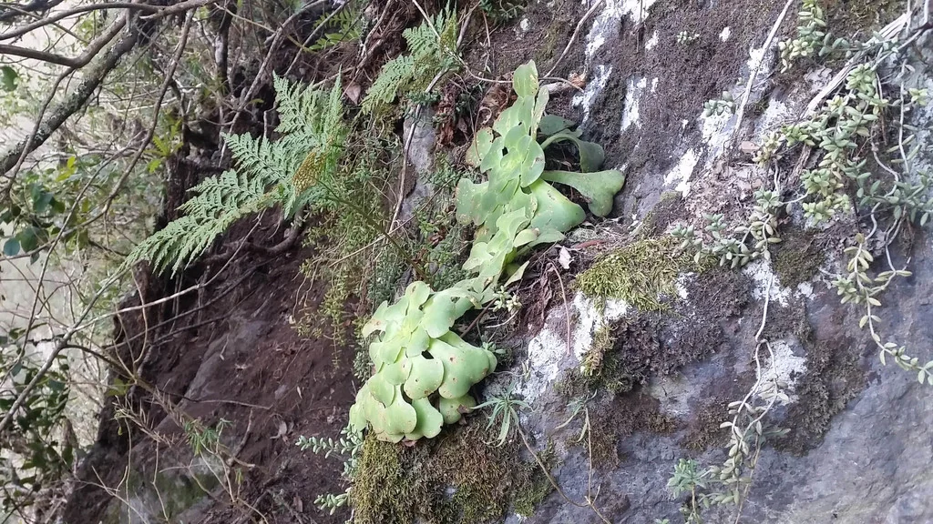 Aeonium Canariense