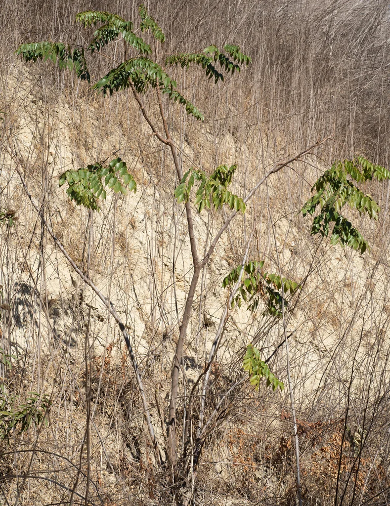 Koelreuteria Bipinnata