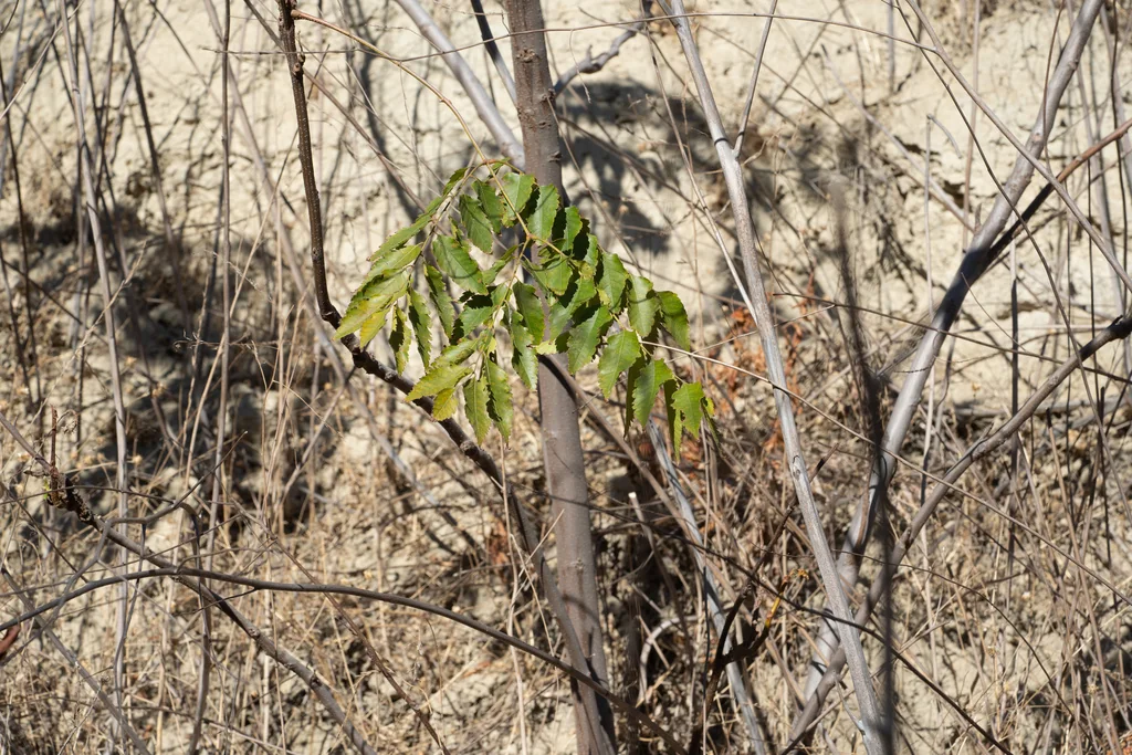 Koelreuteria Bipinnata