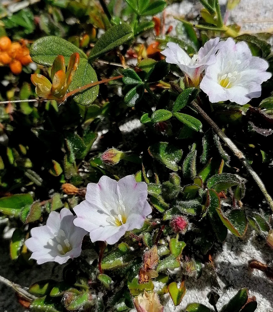 Falkia Repens