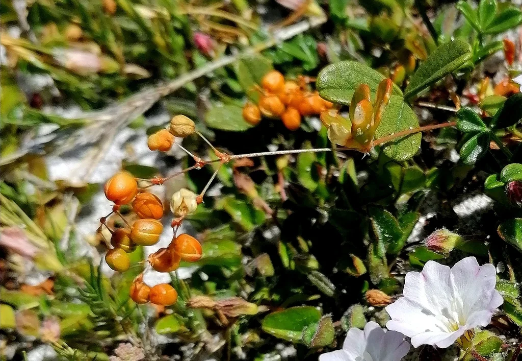 Falkia Repens