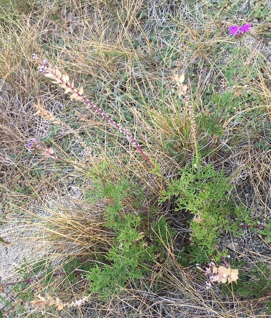 Glandularia Pulchella
