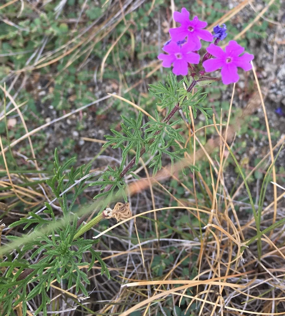 Glandularia Pulchella