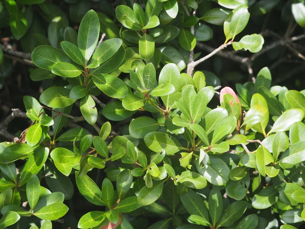 Rhaphiolepis Umbellata