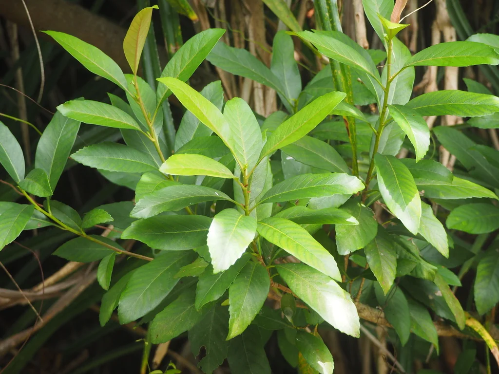 Eriobotrya Deflexa