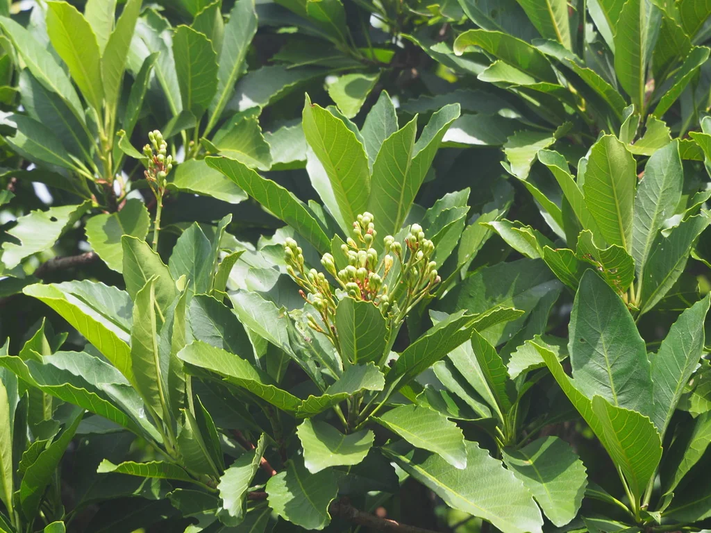 Eriobotrya Deflexa