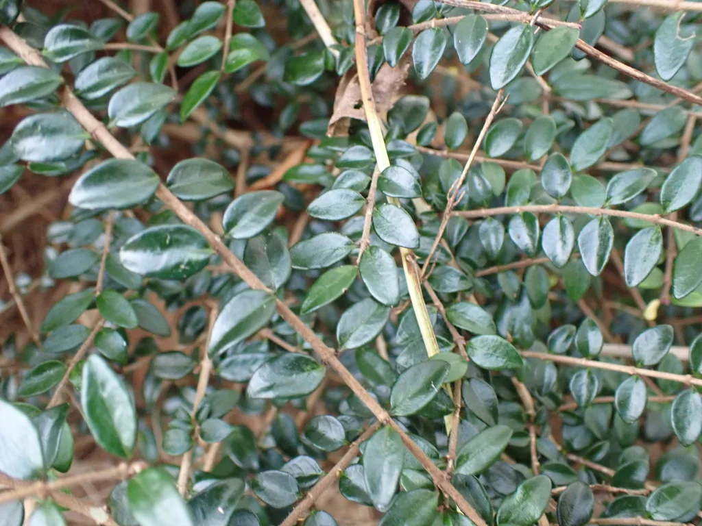 Lonicera Nitida