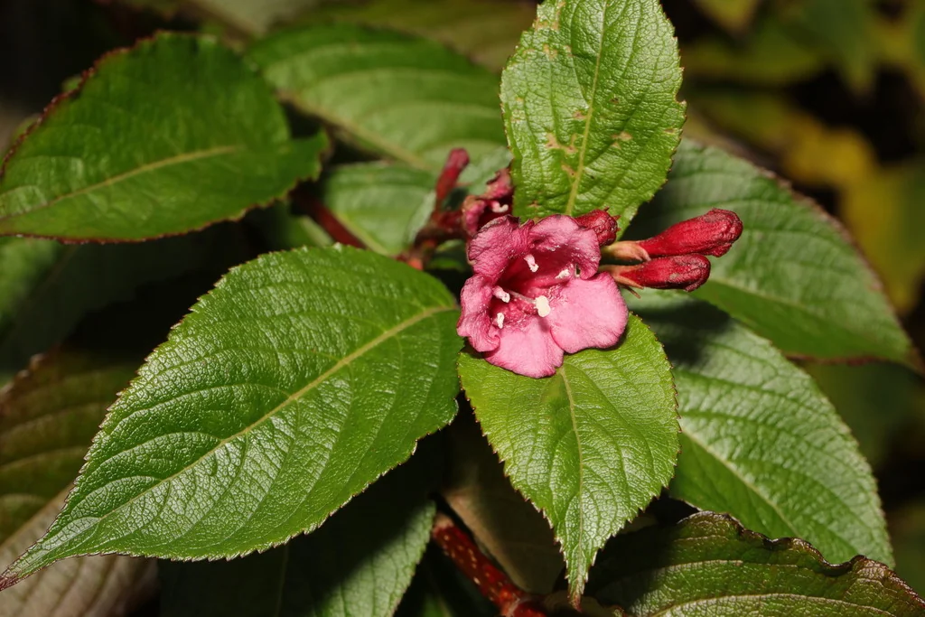 Weigela florida