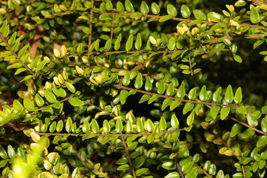 Lonicera Nitida