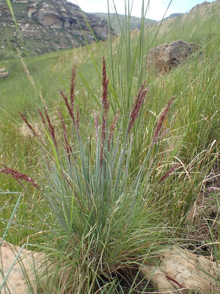 Melinis Nerviglumis