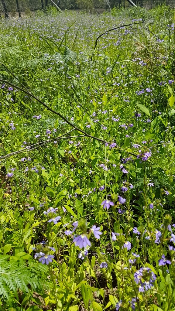 Scaevola aemula