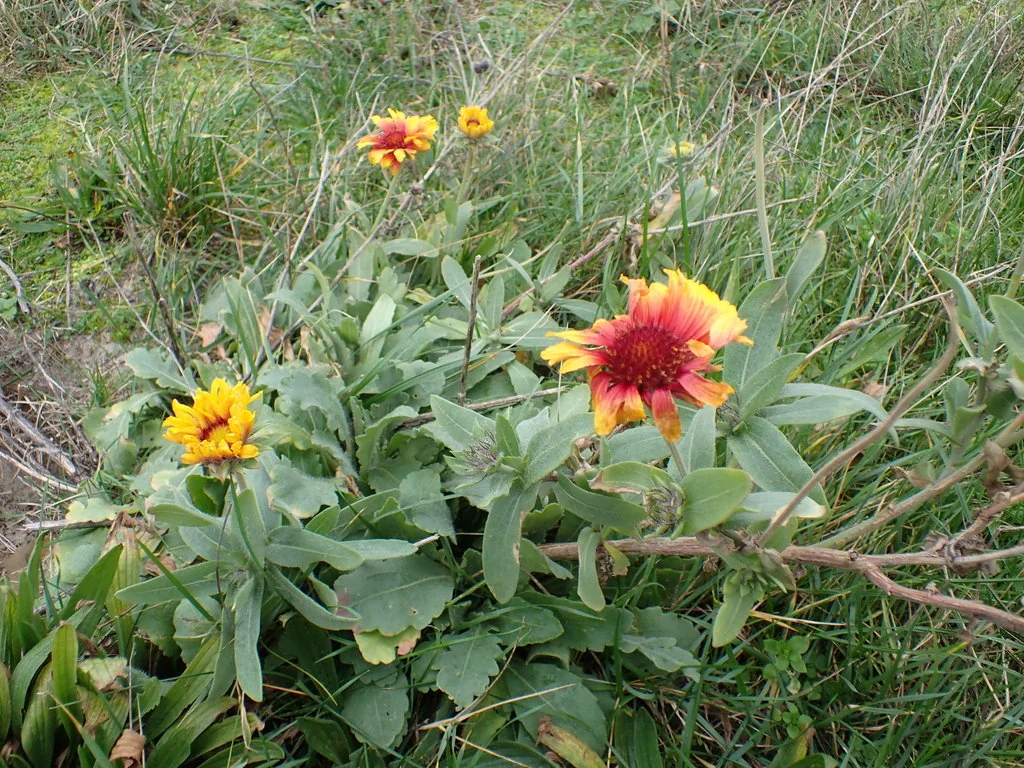Gaillardia X Grandiflora