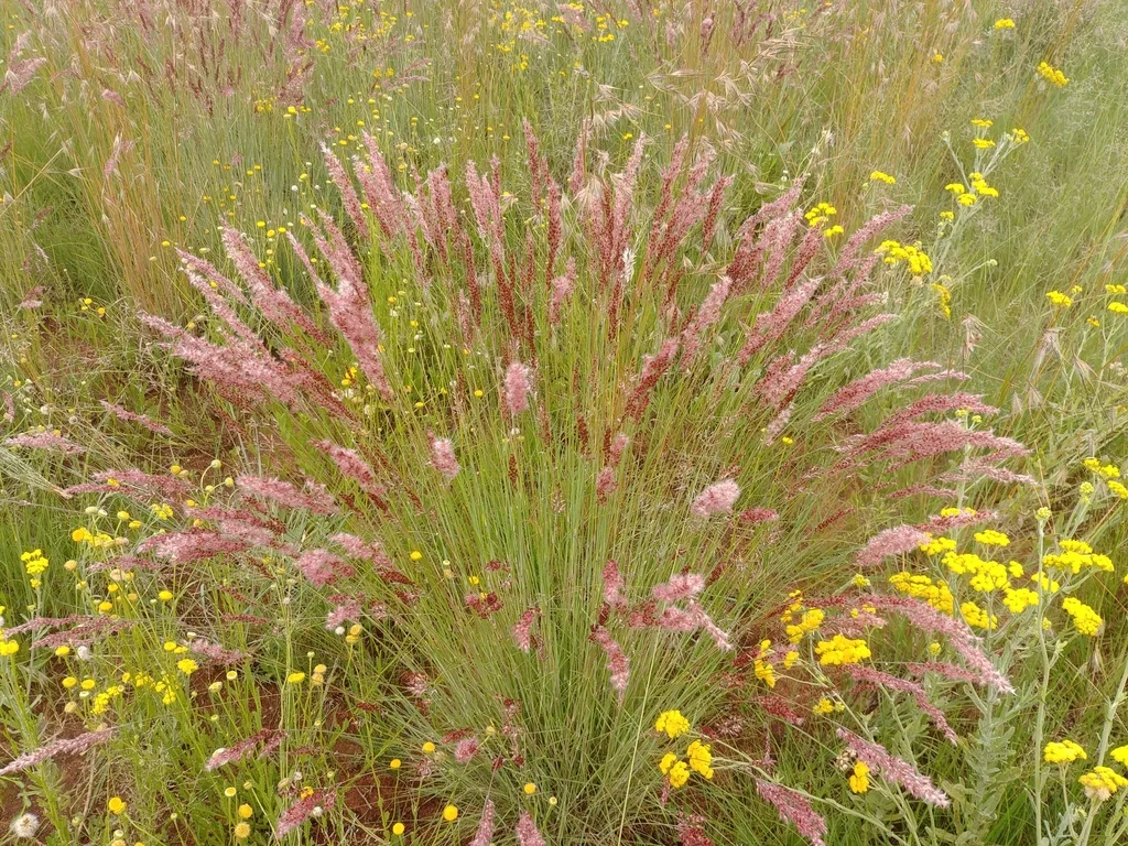Melinis Nerviglumis