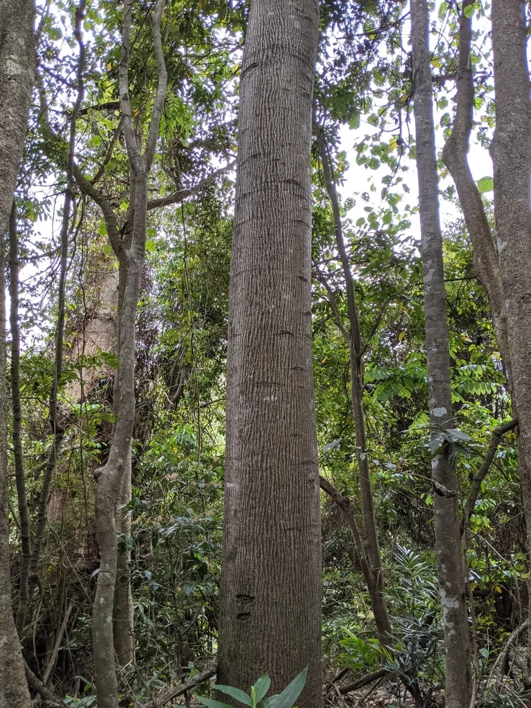 Brachychiton Discolor