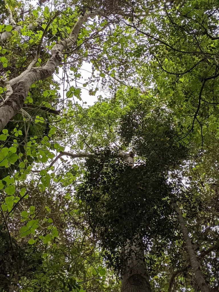Brachychiton Discolor