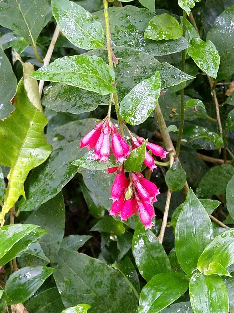 Cestrum Elegans