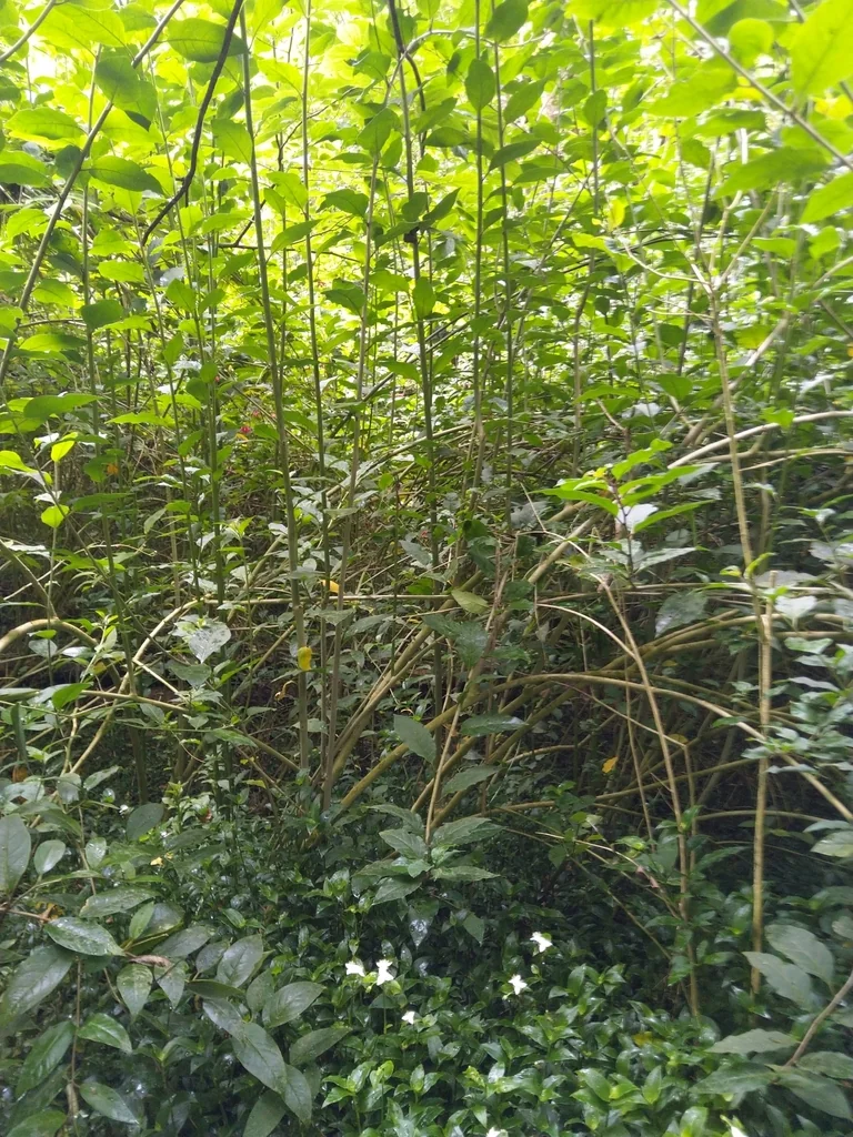 Cestrum Elegans