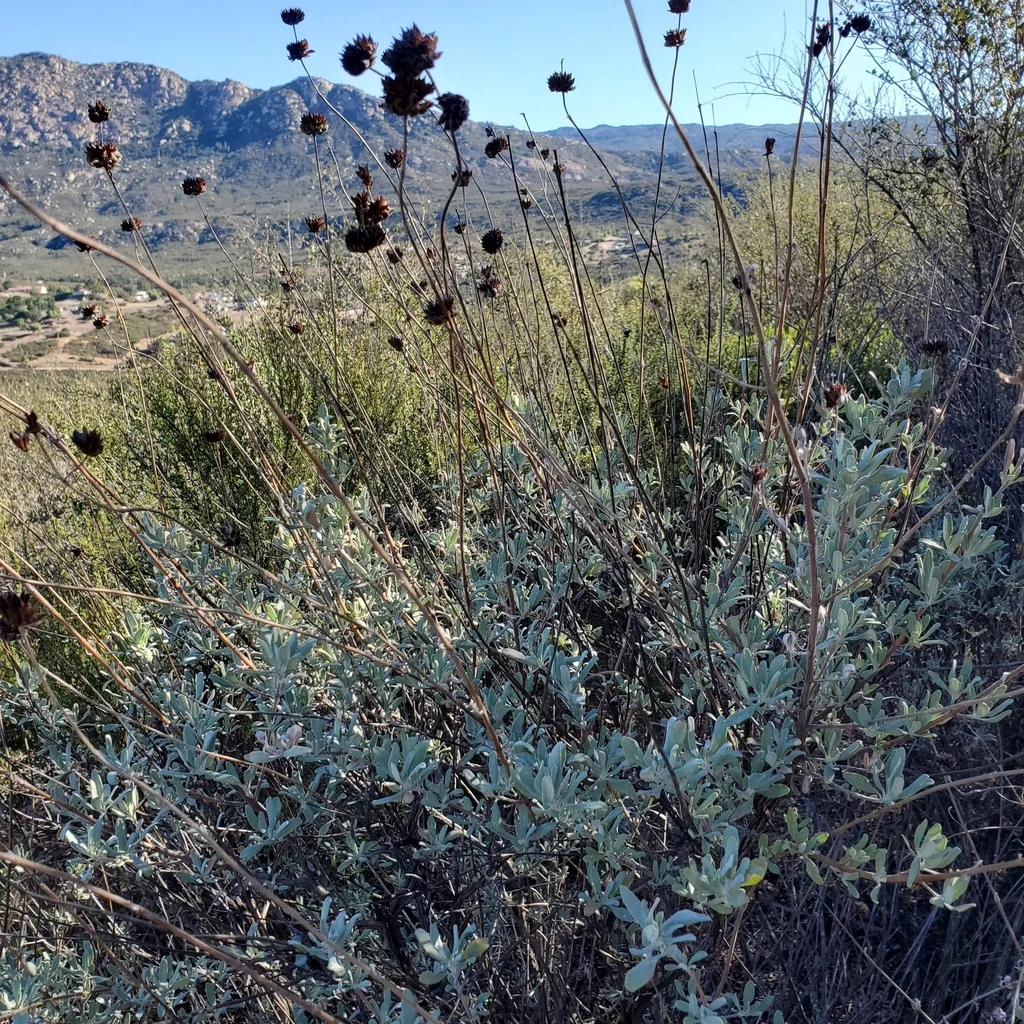 Salvia Clevelandii