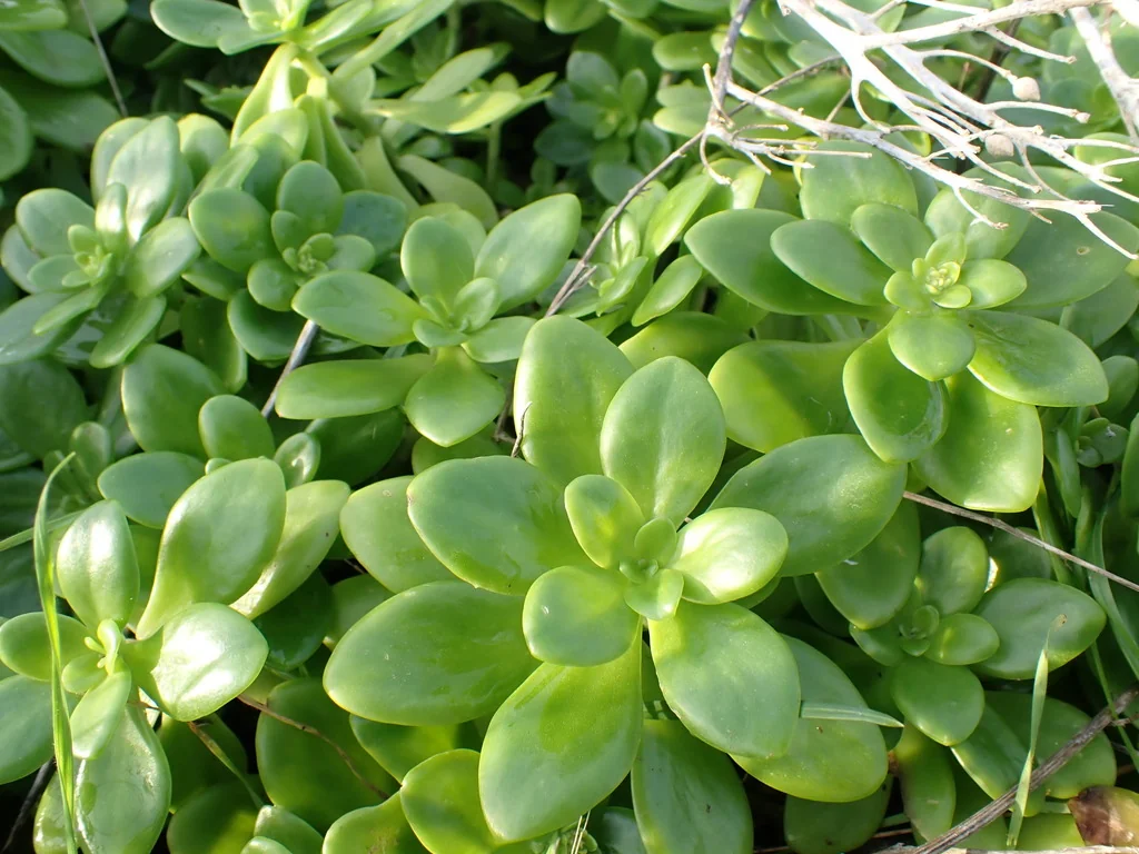 Sedum Confusum