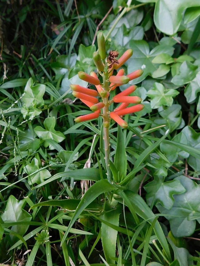 Aloe Ciliaris