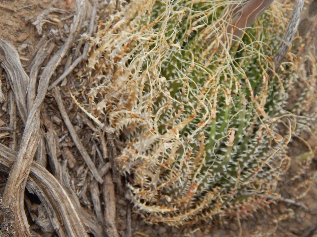 Aloe Aristata