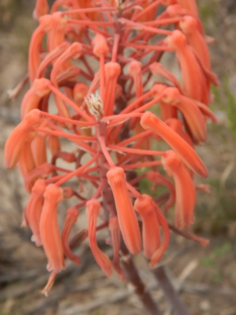 Aloe Aristata