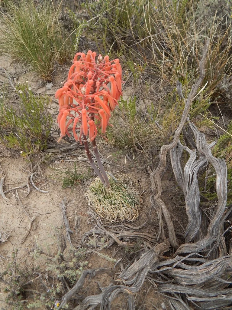 Aloe Aristata