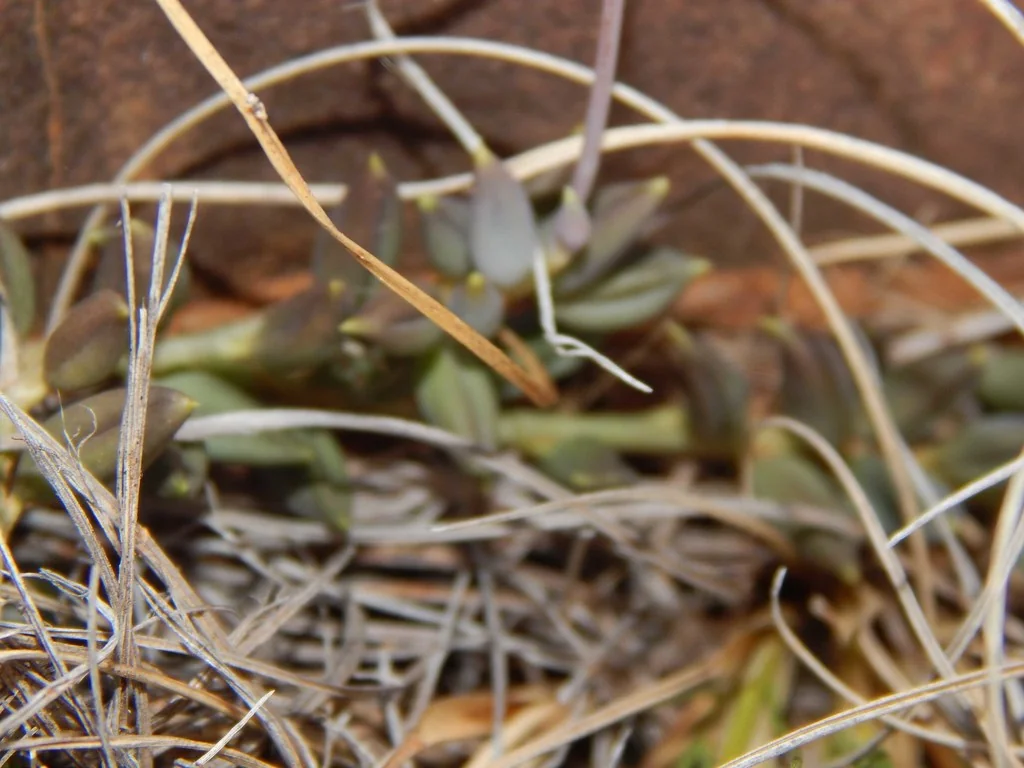 Senecio Radicans