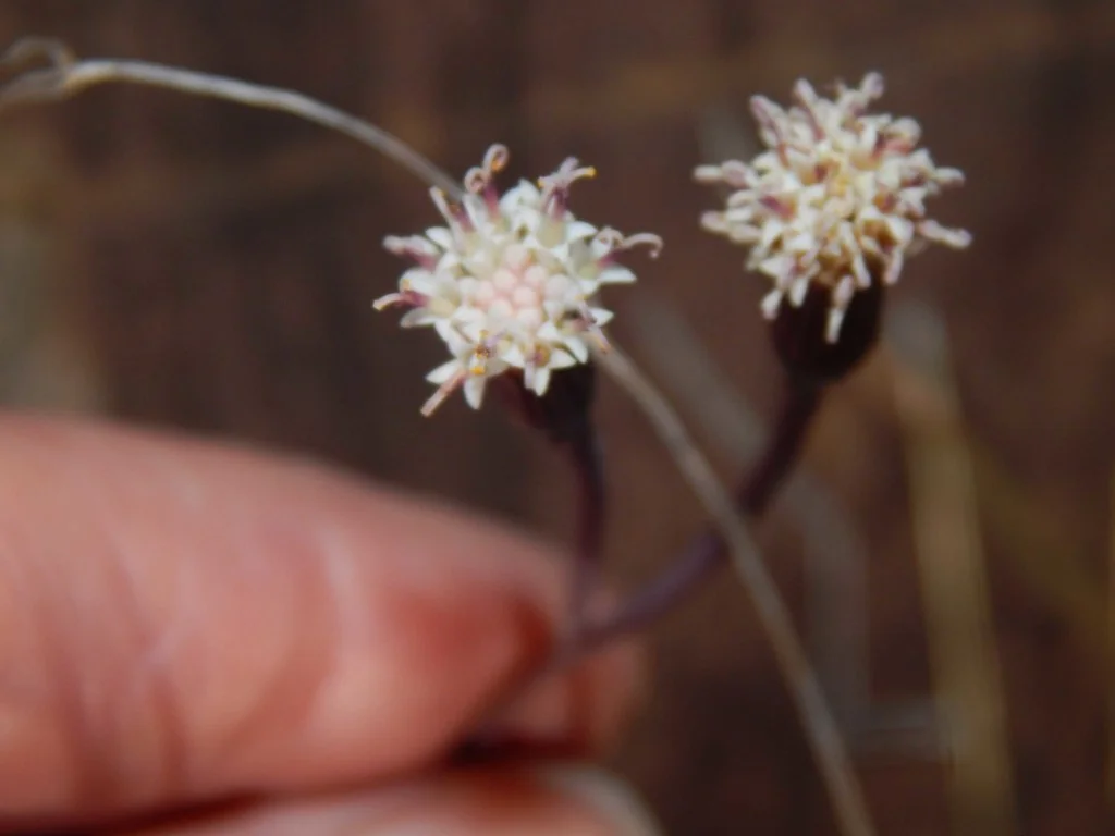 Senecio Radicans