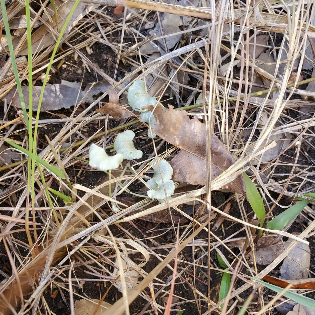 Dichondra argentea