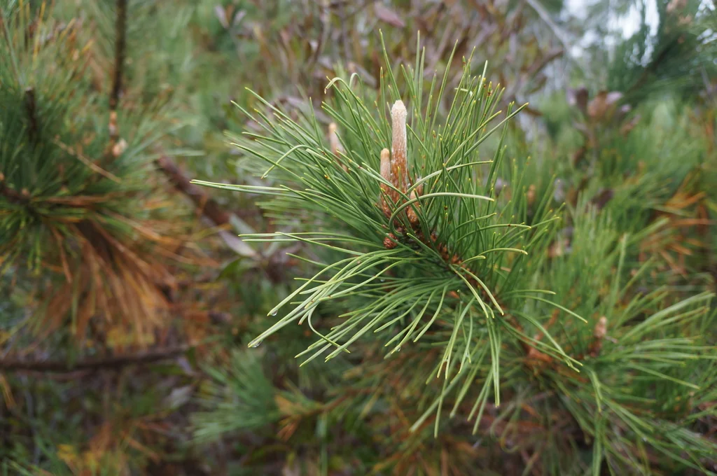 Pinus Thunbergii