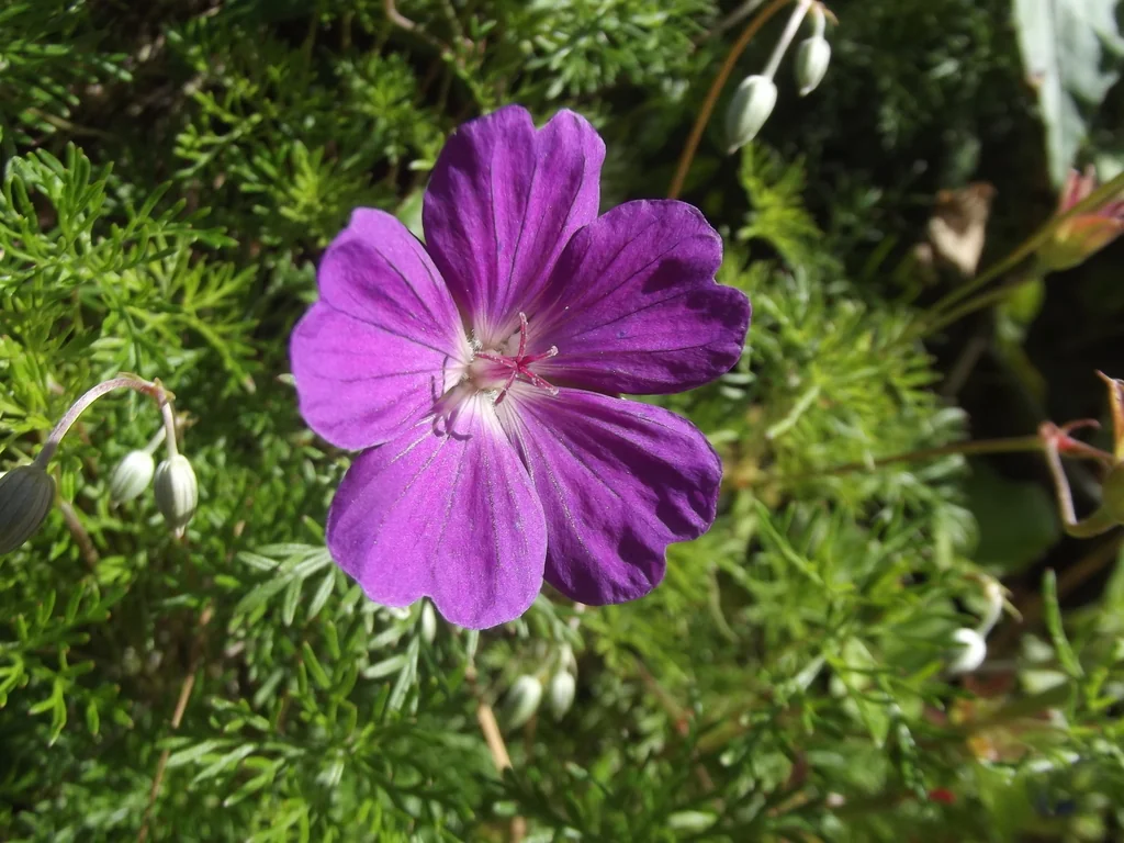 Geranium Incanum