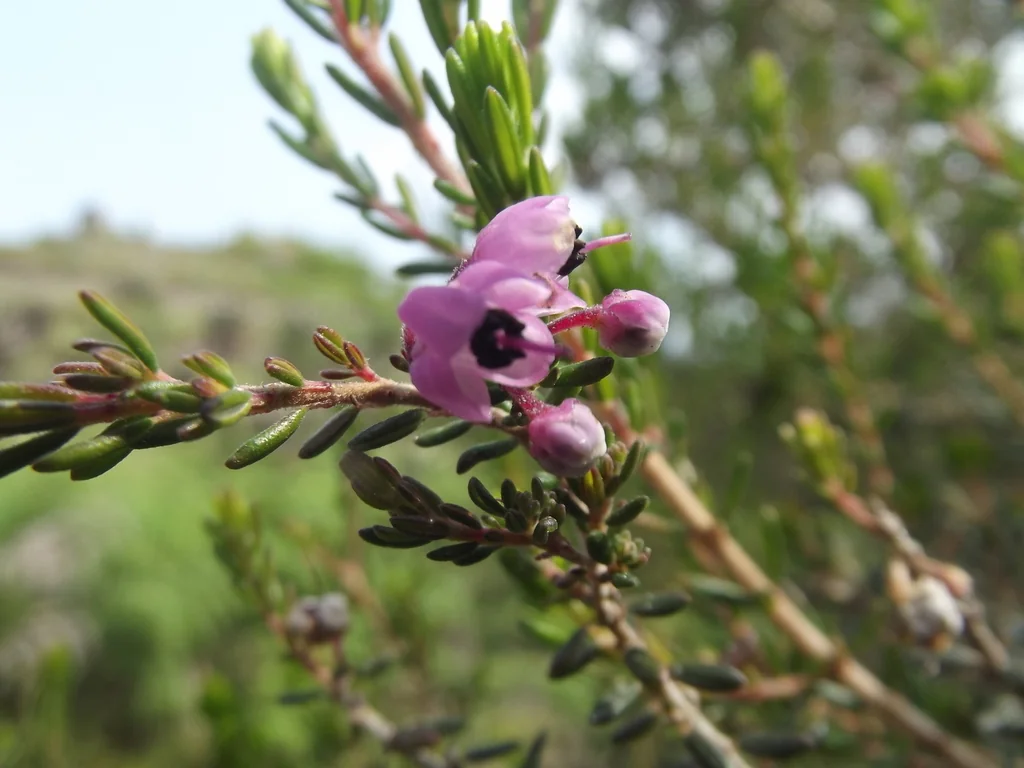 Erica Canaliculata