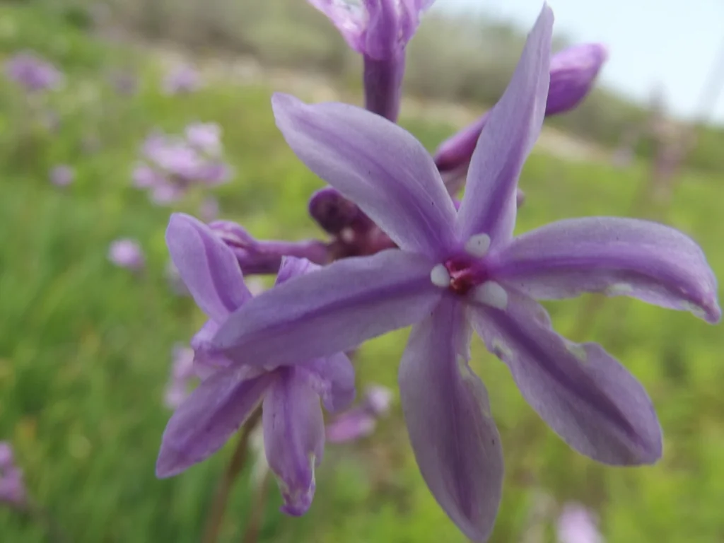 Tulbaghia Violacea