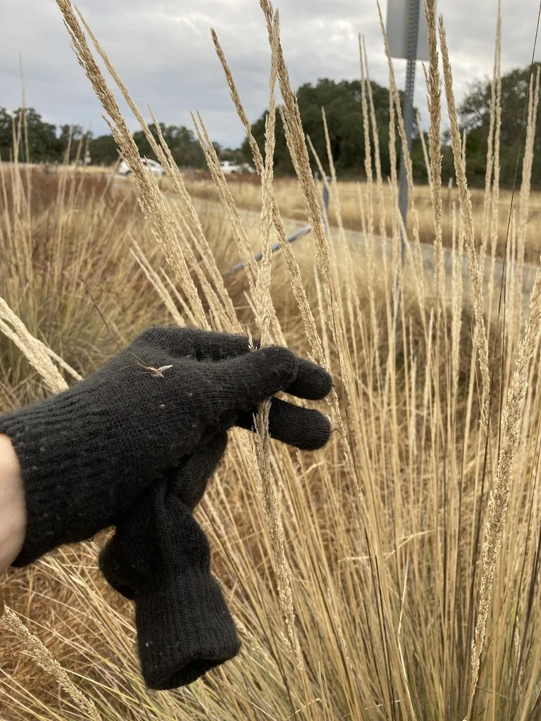 Muhlenbergia Lindheimeri