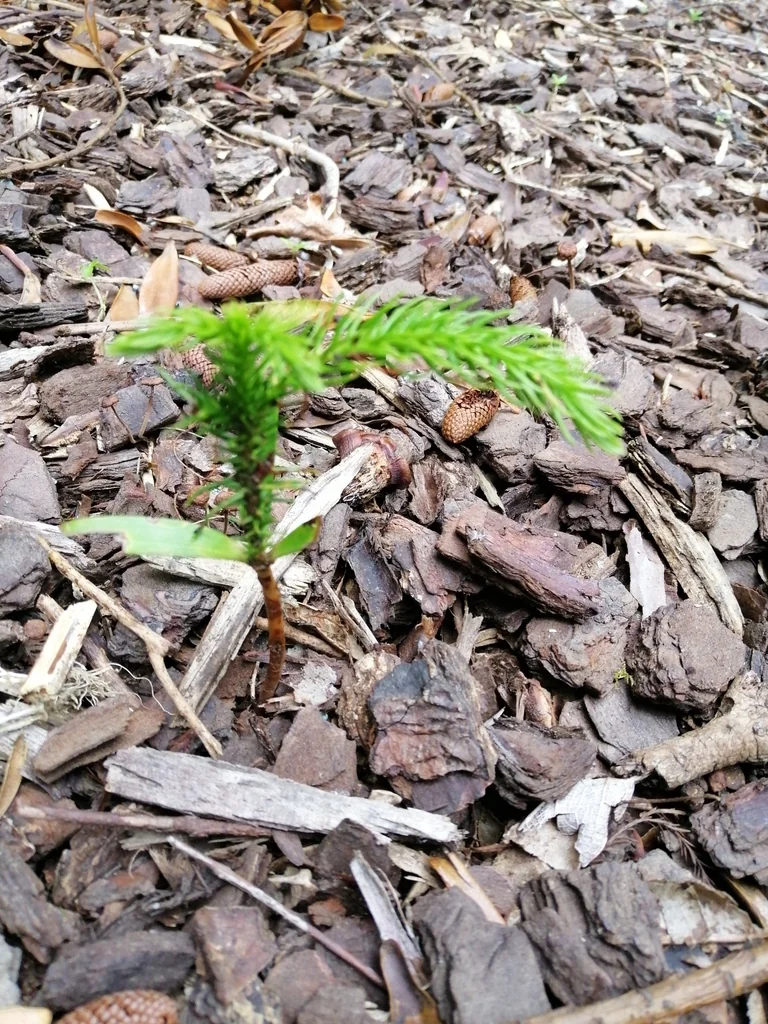 Araucaria Heterophylla