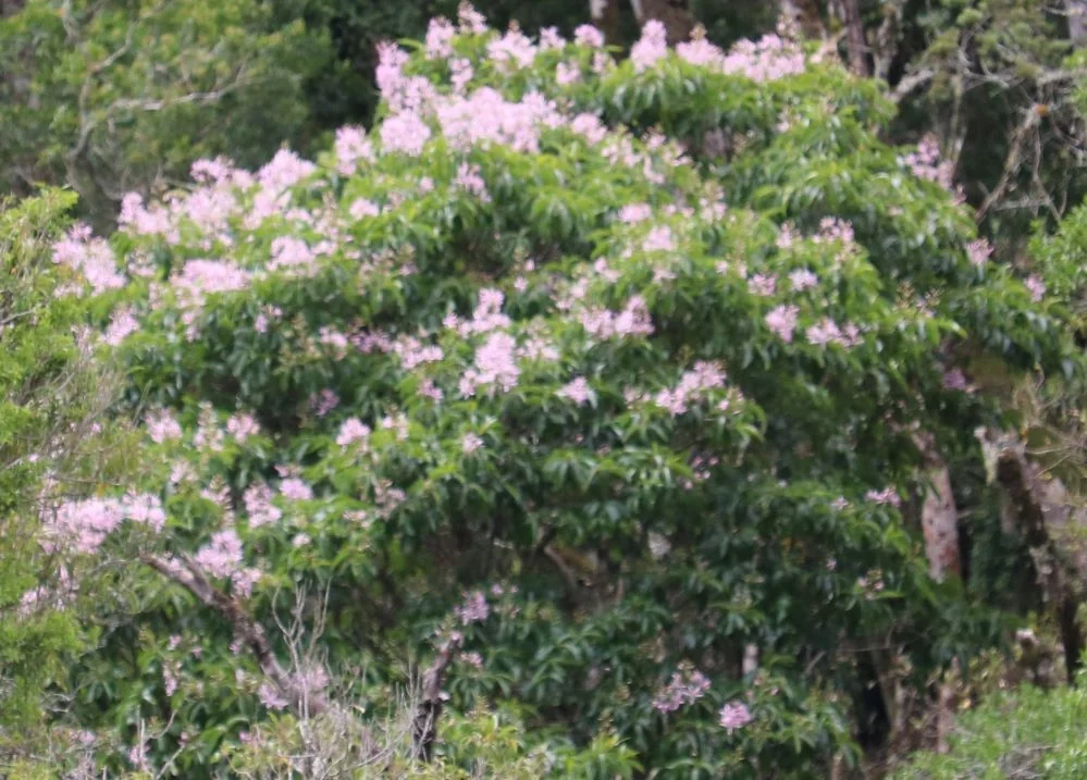 Calodendrum Capense