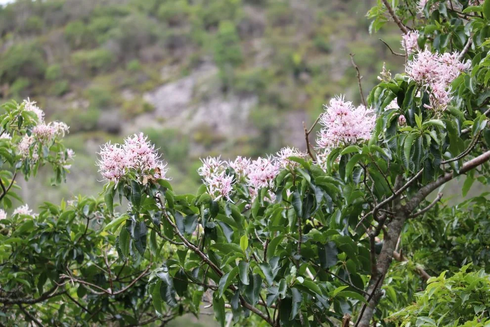 Calodendrum Capense