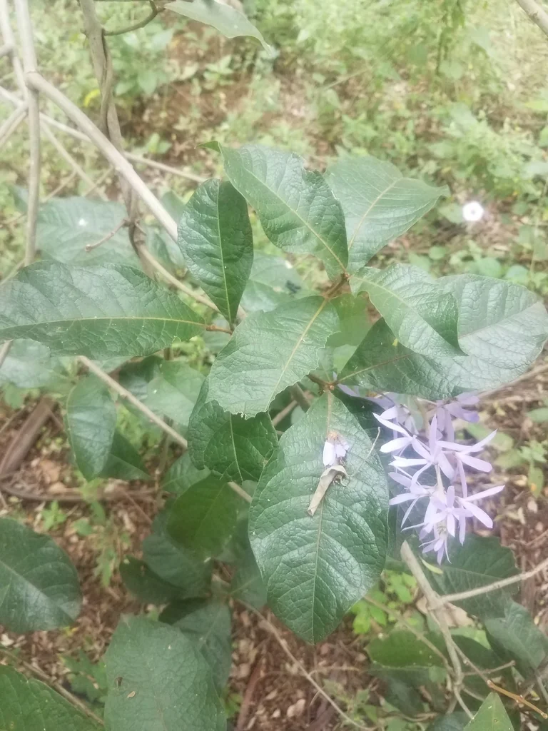 Petrea Volubilis