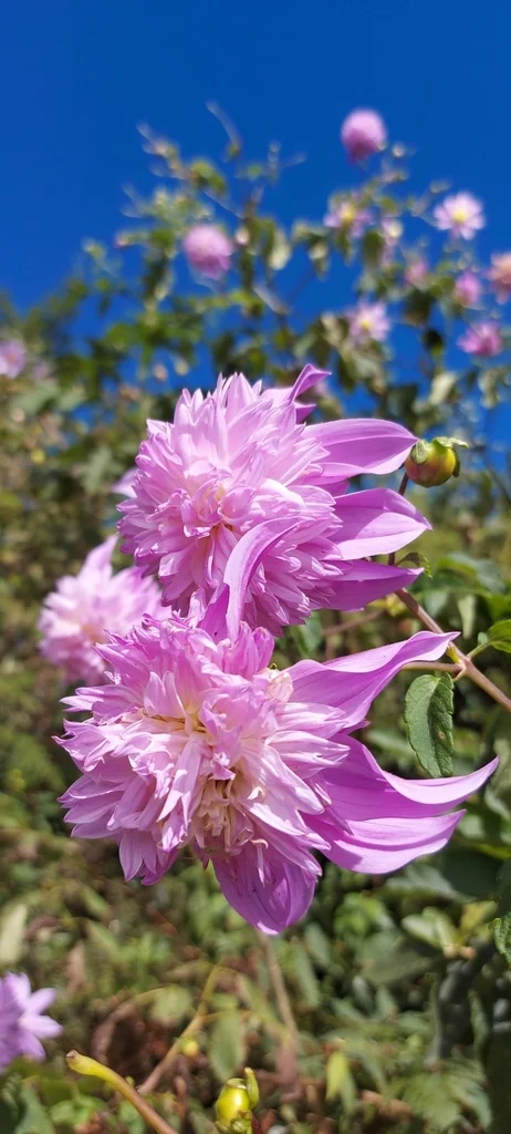 Dahlia variabilis