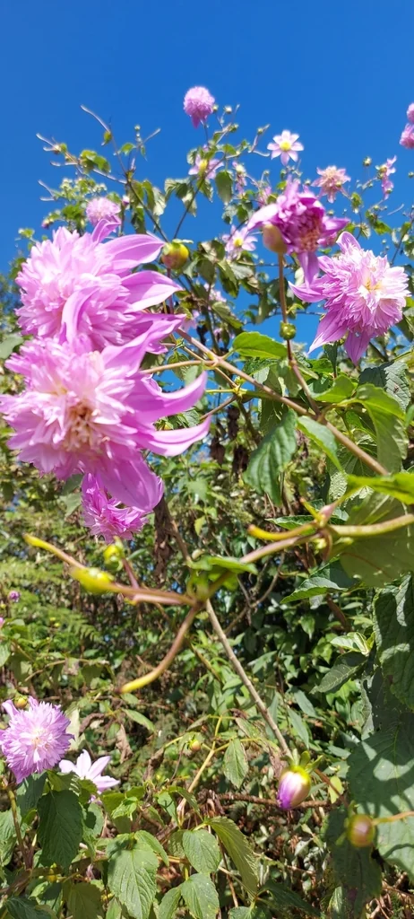 Dahlia variabilis