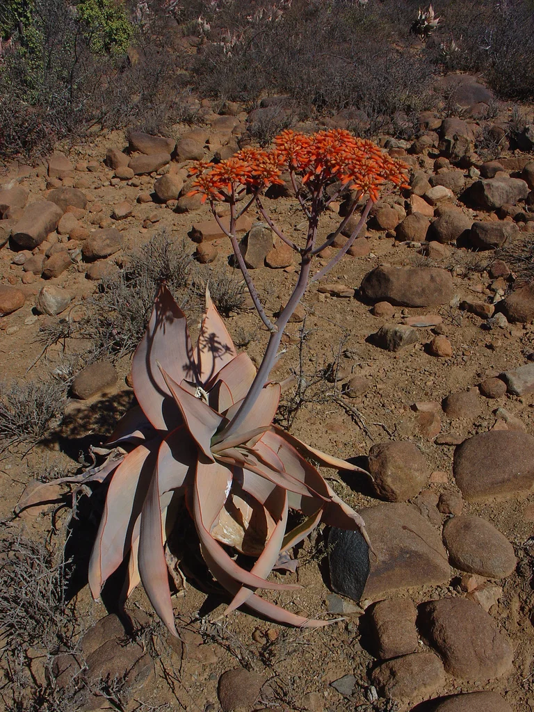 Aloe Striata