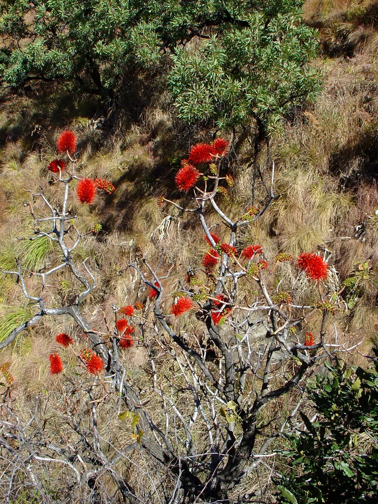 Greyia Sutherlandii